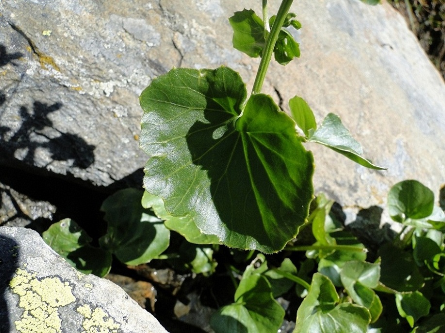 Cardamine asarifolia / Billeri a foglie rotonde